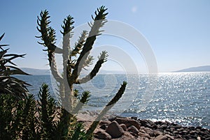 Cactus tree on a seaside shore photo