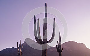 Cactus tree in South West,USA, located near Phoenix, Arizona. photo