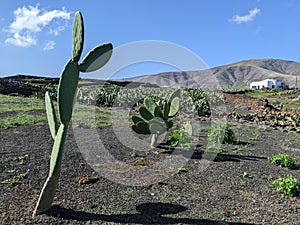 Cactus tree on volcanics soil
