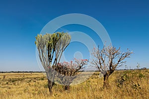 Cactus and trees bush landscape in Africa