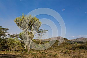 Cactus and trees bush landscape in Africa