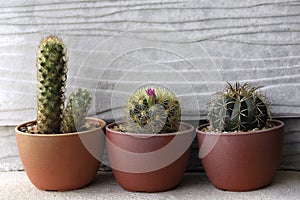 Cactus trees in red pot