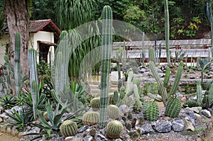 Cactus trees