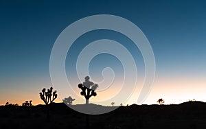 Cactus Trees (Yucca Brevifolia) Silhouette, Multi Colored Sunset Sky Landscape