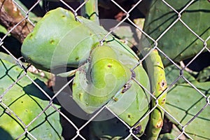 Cactus trying to grow through the metal fence