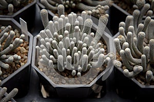 Cactus Turbinicarpus Minima growth in planting pot