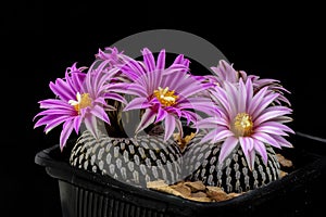 Cactus Turbinicarpus pseudopectinatus with flower isolated on Bl