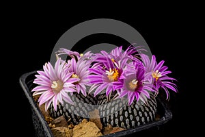 Cactus Turbinicarpus pseudopectinatus with flower isolated on Bl