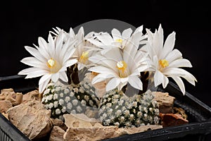 Cactus Turbinicarpus valdezianus albiflorus with flower isolated