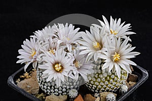 Cactus Turbinicarpus valdezianus with flower isolated on Black.