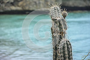 Cactus with a turquoise sea in the background - Curacao, Dutch Caribbean
