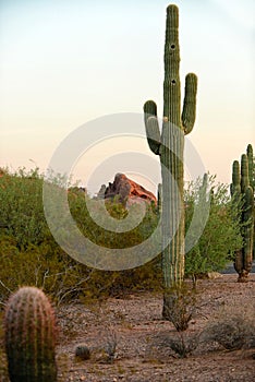 Cactus with two holes for nests and birds