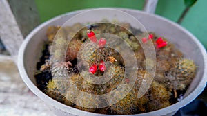 Cactus Type Notocactus Scopa \'Albispina Prolifera, As A Mini Ornamental Plant photo