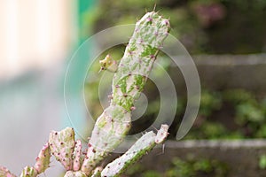 Cactus is a type of plant that belongs to the Cactaceae family photo