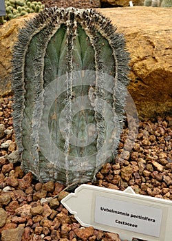 Cactus, Uebelmannia pectinifera photo