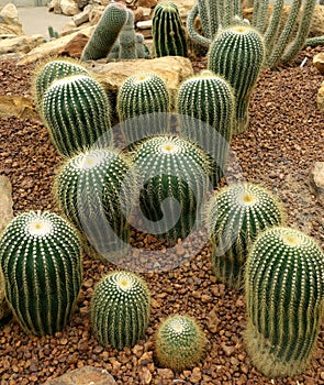 Cactus, Uebelmannia pectinifera photo