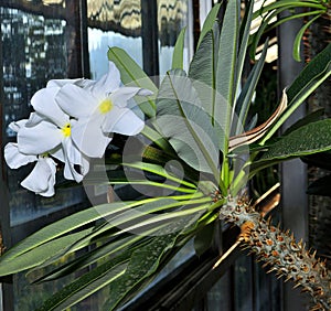 Cactus with unusually beautiful white flowers in a greenhouse.