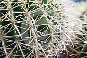 Cactus upclose