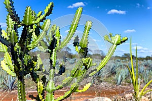 Cactus in Valladolid, Mexico photo