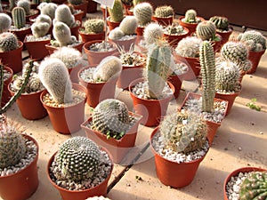 Cactus photo