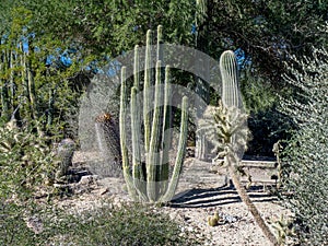 Cactus variety, Palm Desert