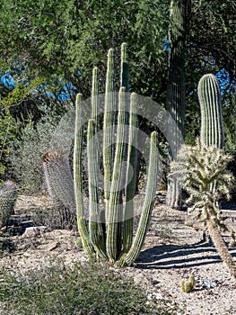 Cactus variety, Palm Desert