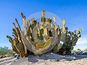 Cactus variety, Palm Desert