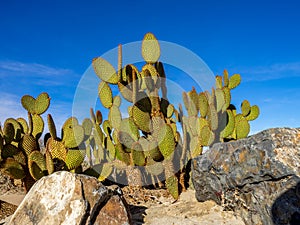 Cactus variety, Palm Desert