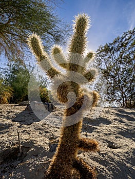 Cactus variety, Palm Desert