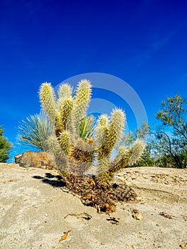 Cactus variety, Palm Desert