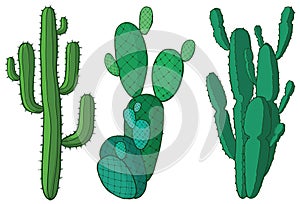 Cactus variety in vector illustration