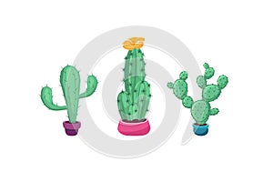 Cactus vector illustration