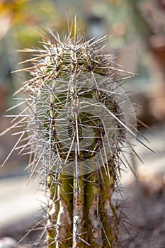 Cactus with very long spines been though hard times