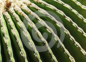 Cactus, view from above, close up