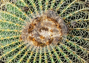 Cactus, view from above, close up