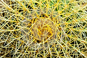 Cactus, view from above, close up