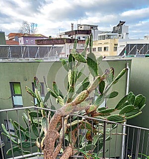 Cactus in Vila Nova de Gaia