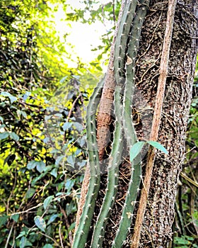 Cactus vine