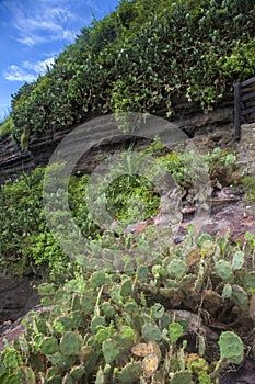 Cactus in volcanic island