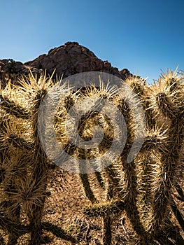 Cactus wall in joshua tree NP