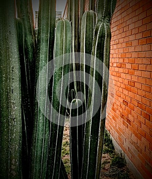 Cactus and wall
