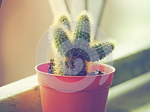 Cactus & Warmth Sunshine