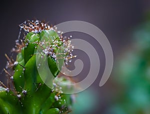 Cactus with water bubbles on thorns free stock image