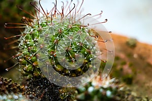 Cactus with water bubbles on thorns free stock image