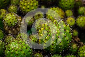 Cactus with water bubbles on thorns free stock image