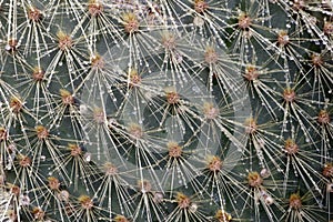 Cactus Water droplets