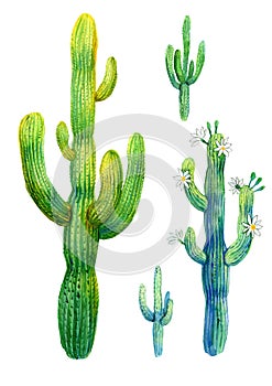 Cactus watercolor illustration of blooming saguaro on white background.