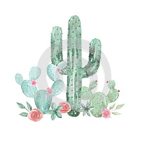 Cactus Watercolor Pink Floral Red Succulents Flowers Cacti