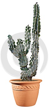 Cactus on white background