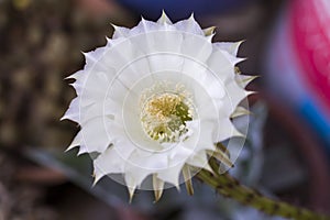 Cactus white flower blooming photo. Beautiful flower head. Beauty in nature